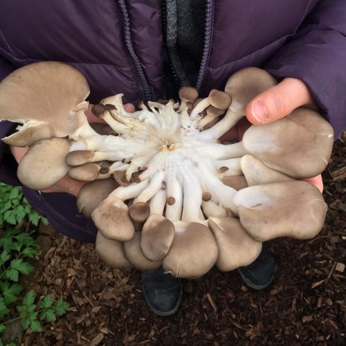SC mushroom